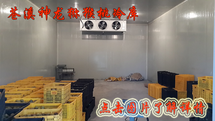 1484302400140395.jpg 苍溪神龙猕猴桃冷库3.jpg