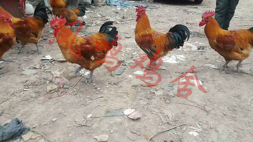 1494829378529376.jpg